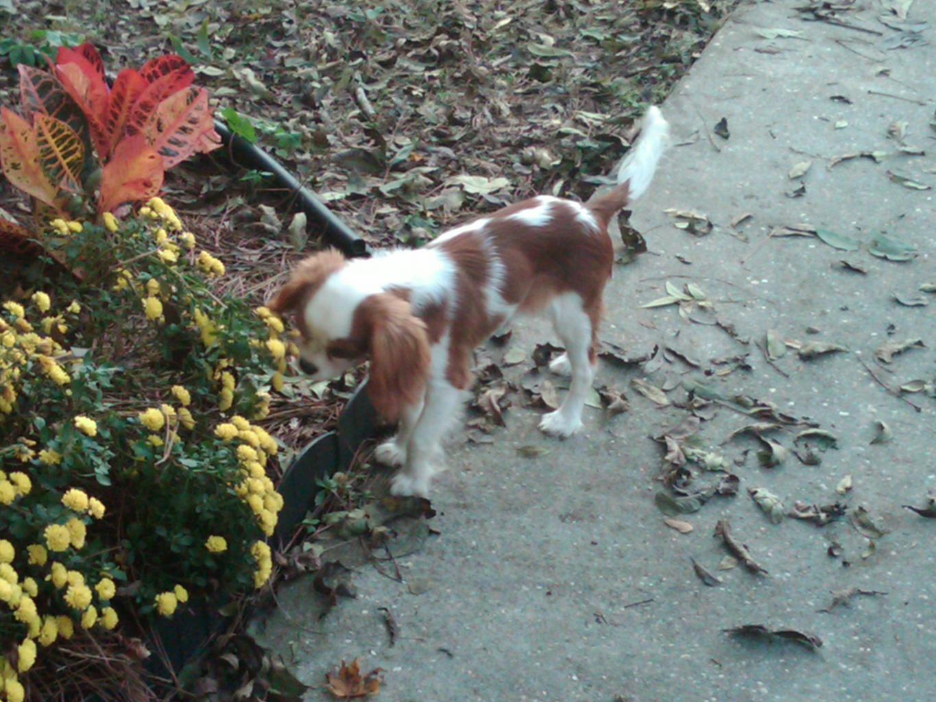 Lucy is a 6 month old Cavalier. She is the best dog I have ever had! Tags: Cavalier King Charles Spaniel
stop and smell the flowers!