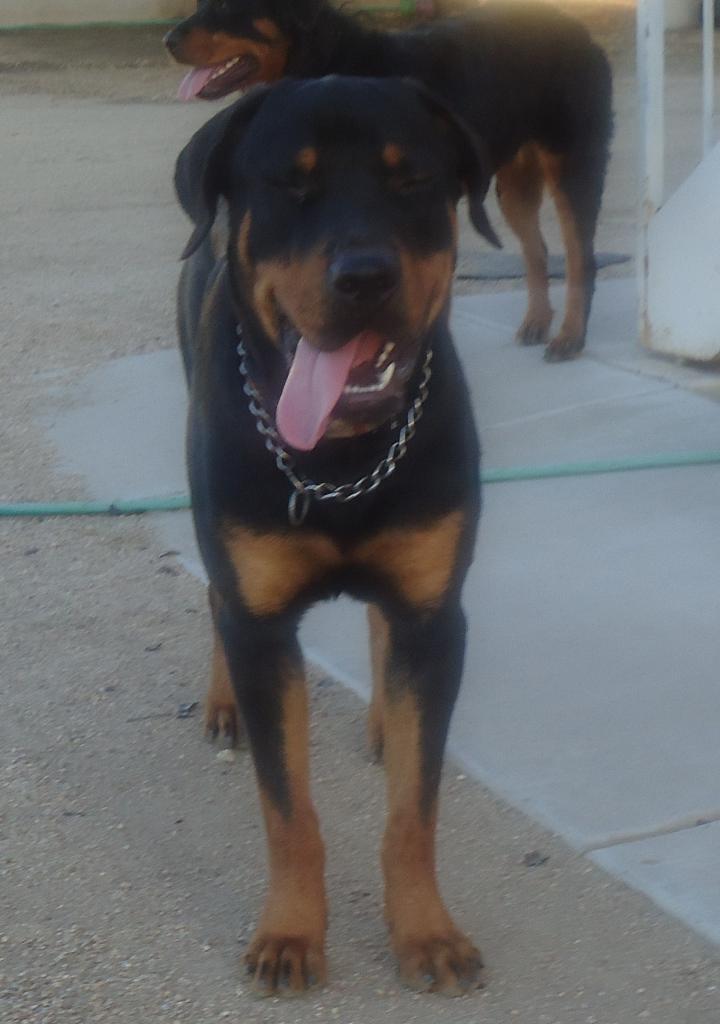 Gus n Roxy hangin n playin @ the ranch in AZ. Tags: h2o
Plzzzz!!!
Rottweiler