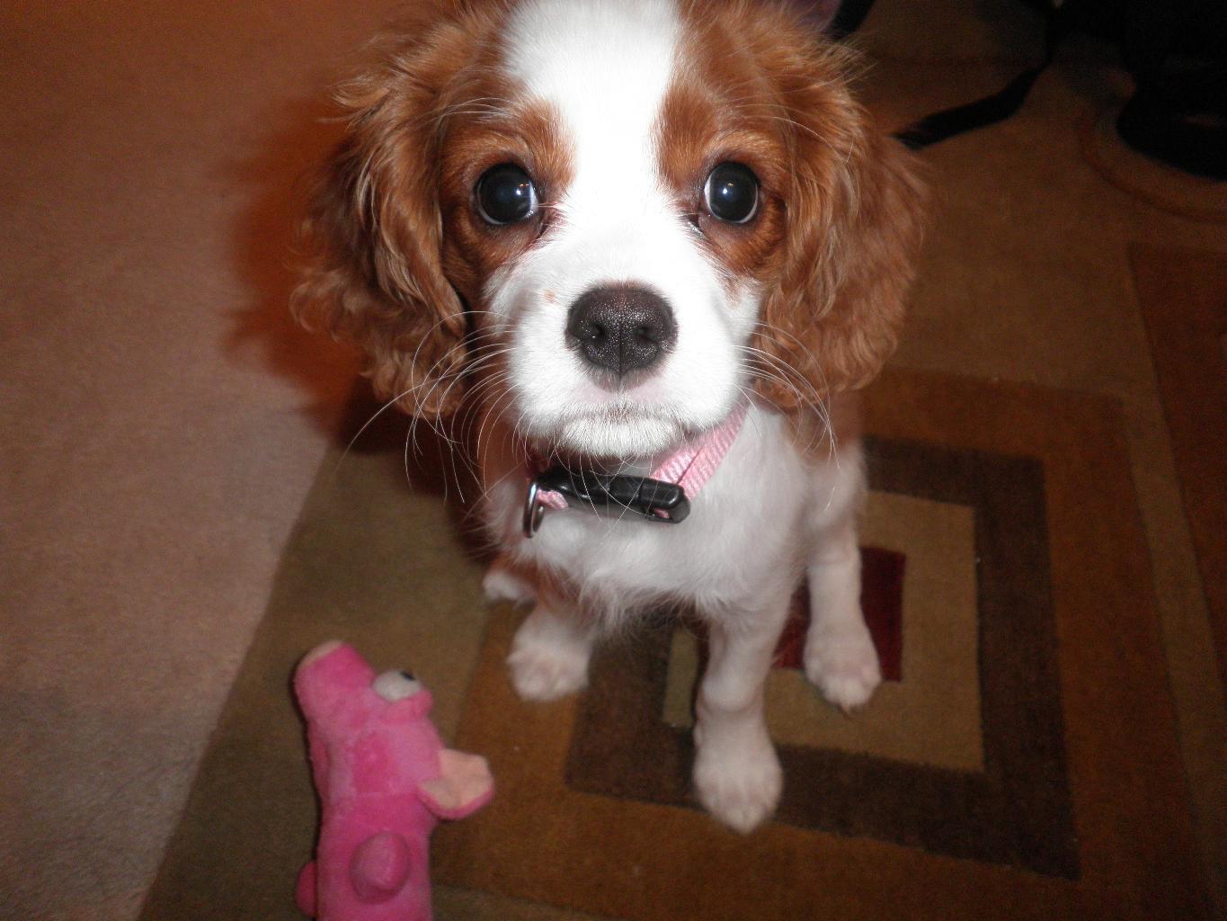 This is my 5 month old Cavalier King Charles Spaniel Nelly. She is the best dog I could have have ever wanted and she LOVES my cat and my cat loves her. They cry when they're seperated. Tags: Cavalier King Charles Spaniel
Cavalier King Charles Spaniel
CKCS
cute
dog
puppy