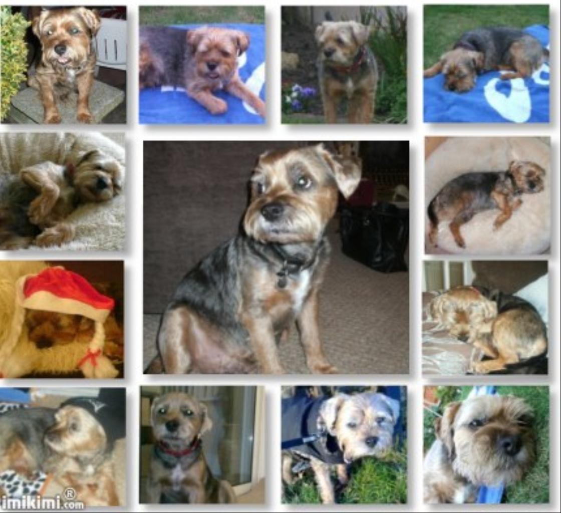 My Border Terrier Terrier - Tug, The best dog ever - RIP - Miss him loads xxx Tags: Border Terrier