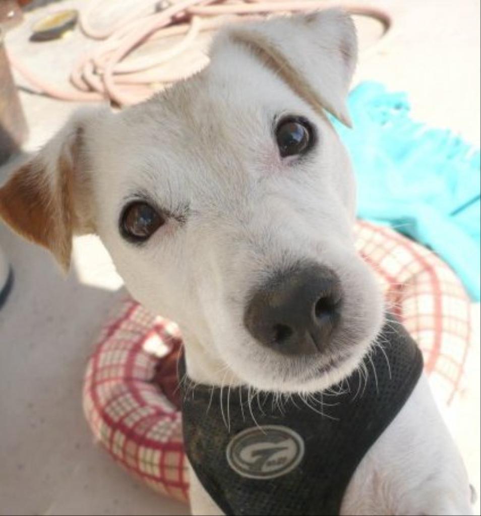 My funny dog Petey! Tags: funny jack russell terrier
hilarious dog photo
Jack Russell Terrier
