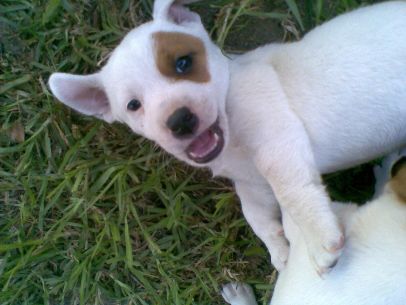 Tags: IT SO GOOD TO BE ALIVE!
Jack Russell Terrier
