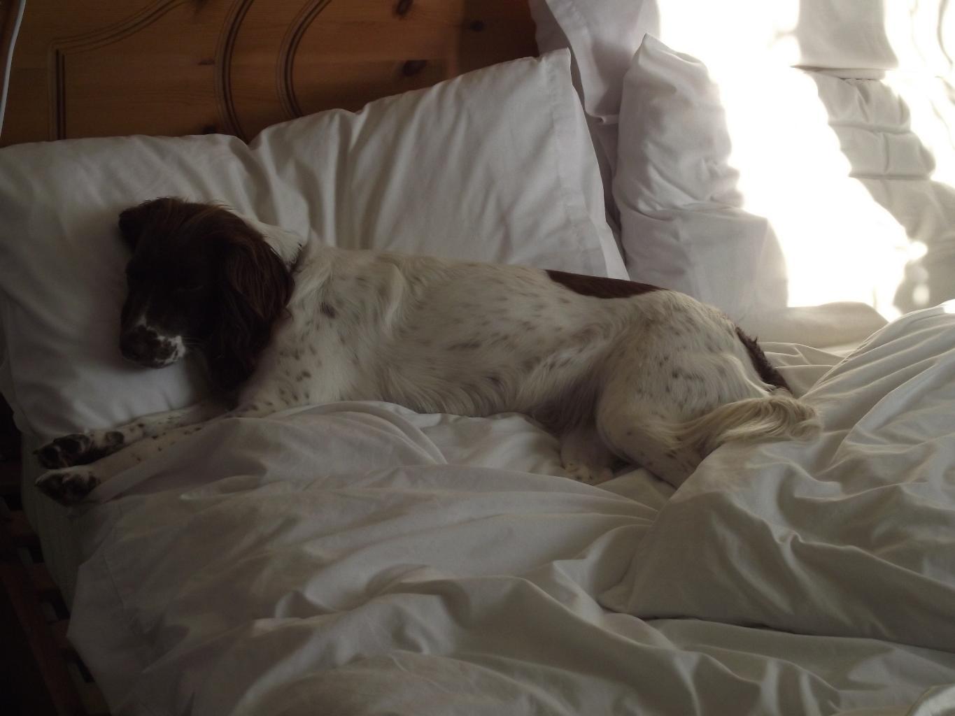 Ruby having a kip, who says you need a dog bed?? Tags: English Springer Spaniel
sleepy