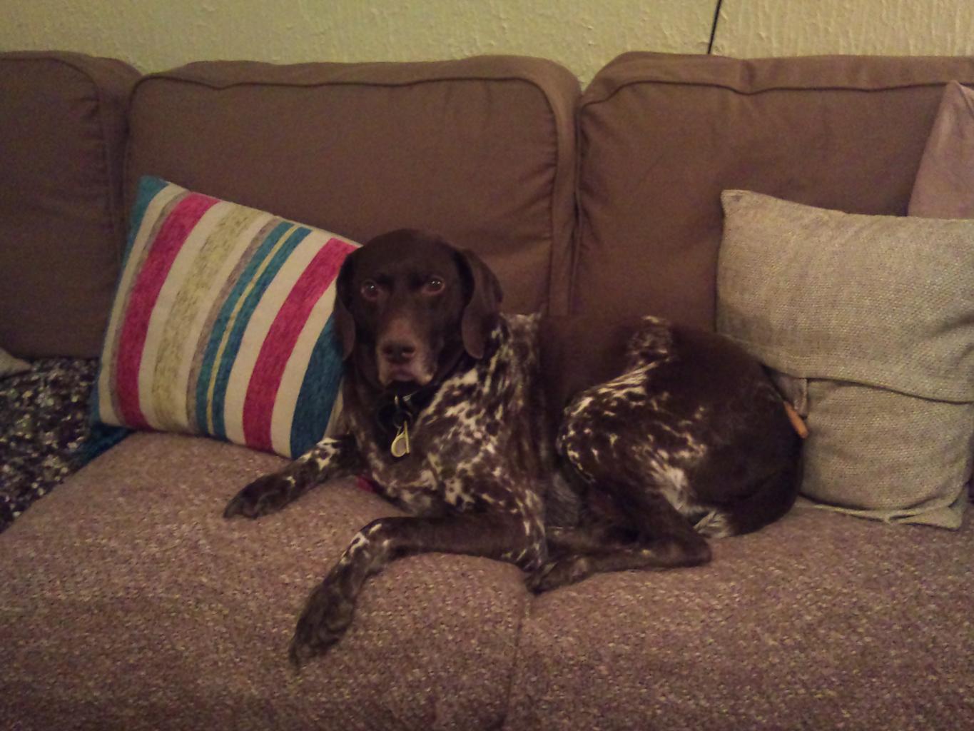 My moaning German Pointer, Peter! Tags: German Pointer