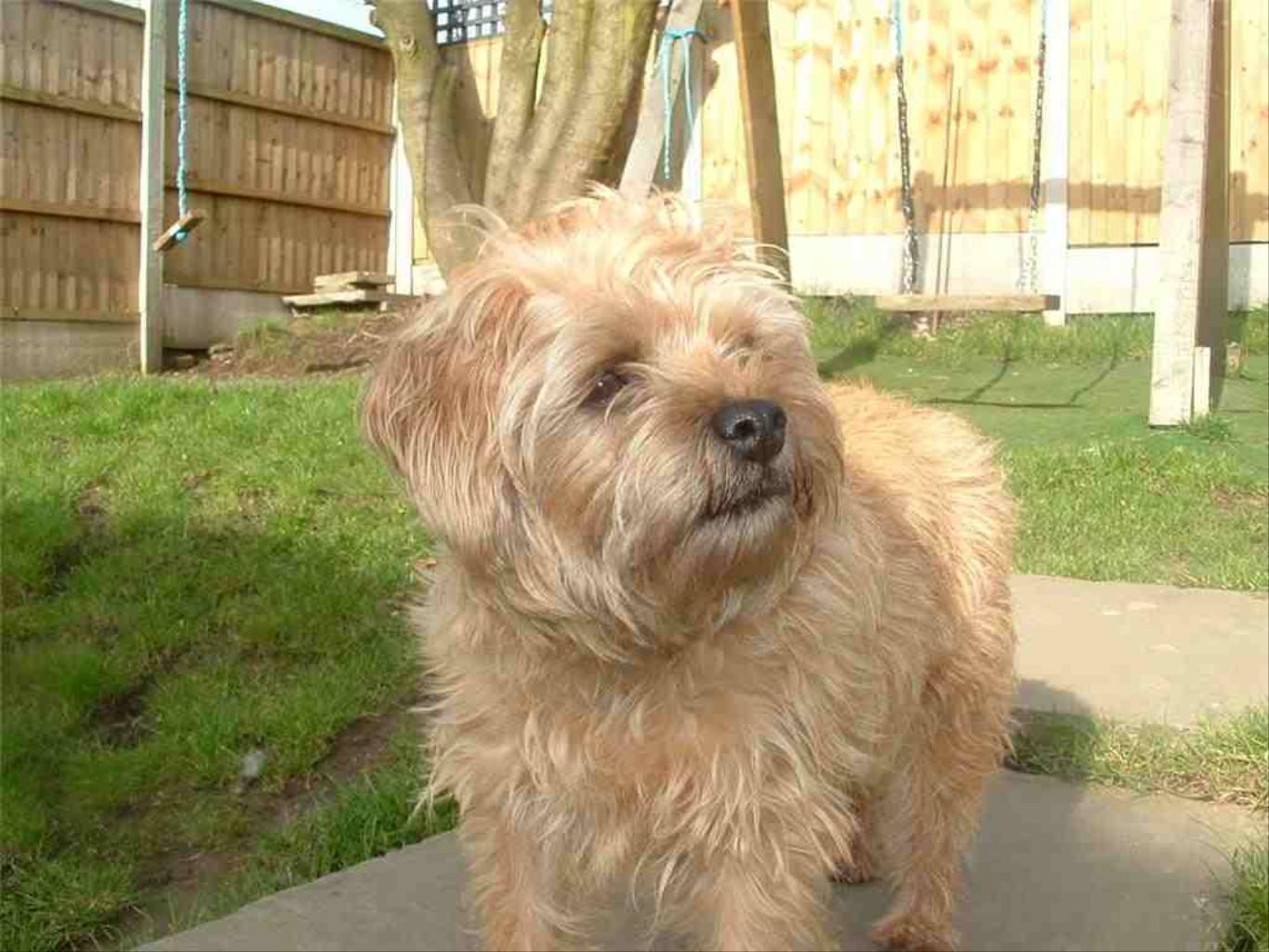 Tags: Border Terrier
