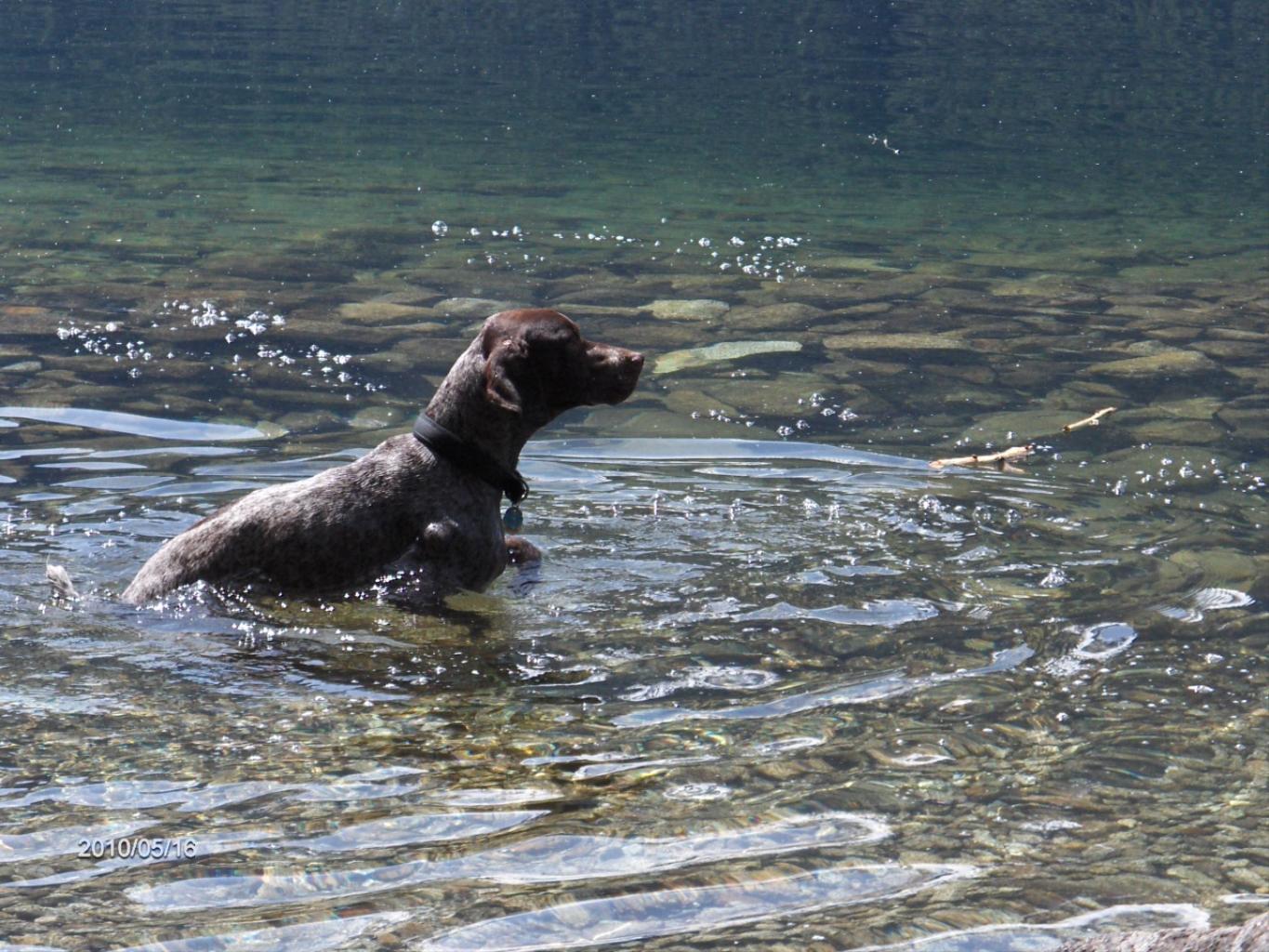 Sam isn't really a water dog, but he's slowly getting into it. This was last summer at a lake about an hour away from our house. Tags: German Shorthaired Pointer
GSP