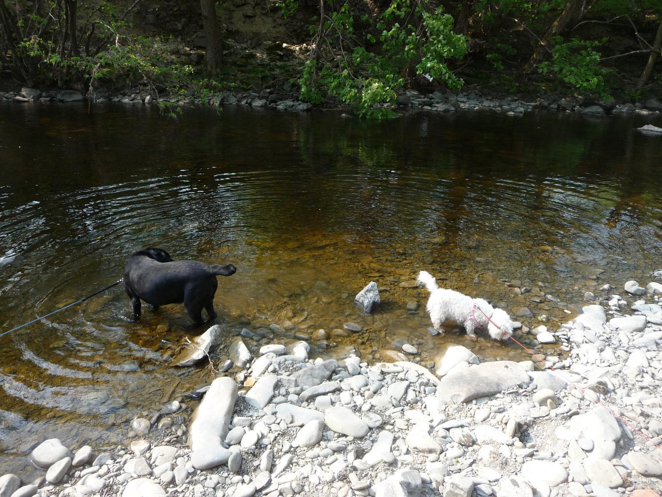 Buddy and Star paddle at Dolanog. Tags: Bichon Frise
Dolanog
Labrador Retriever
paddle
river