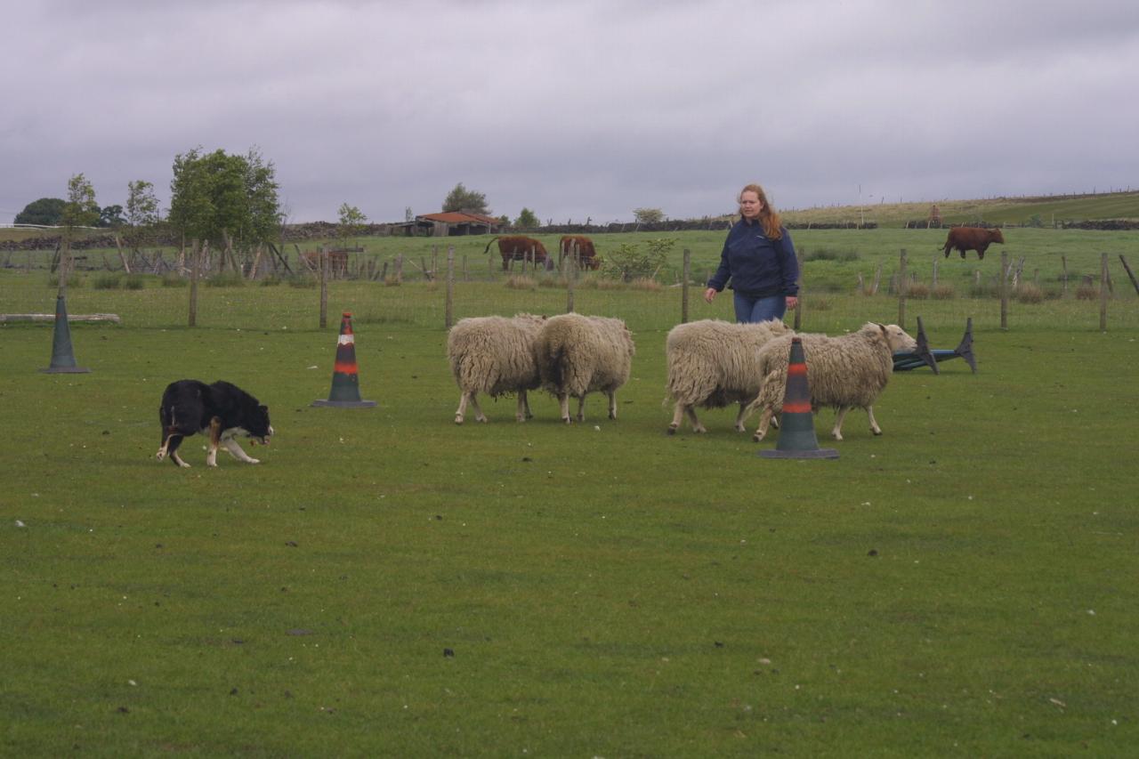 Julie and Jim are in control of the sheep. Well, it's mainly Jim, but don't tell Julie that! Tags: Border Collie
Julie
Mainline Border Collie Centre
Sheepdog Experience