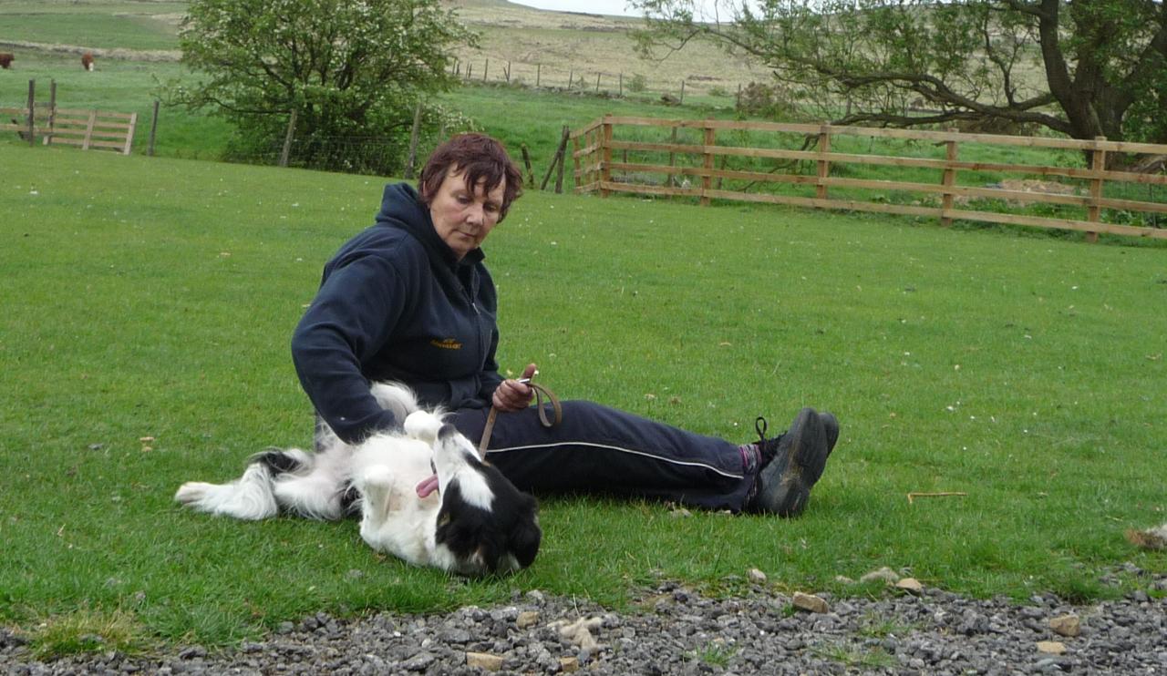 Who says it's all work for working dogs? Barbara Sykes gives Tess a tummy tickle. Tags: Barbara Sykes
Border Collie
Mainline Border Collie Centre
Sheepdog Experience
Tess
