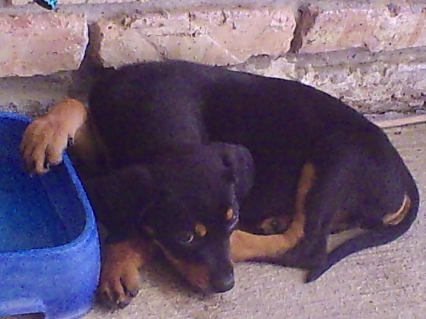 this is my new puppy Sheba, I adopted a rottweiler/shepherd mixed puppy . She was a little shy when she cane to her new home but after a few hours she was getting use to here new master and her new home. Tags: Rottweiler