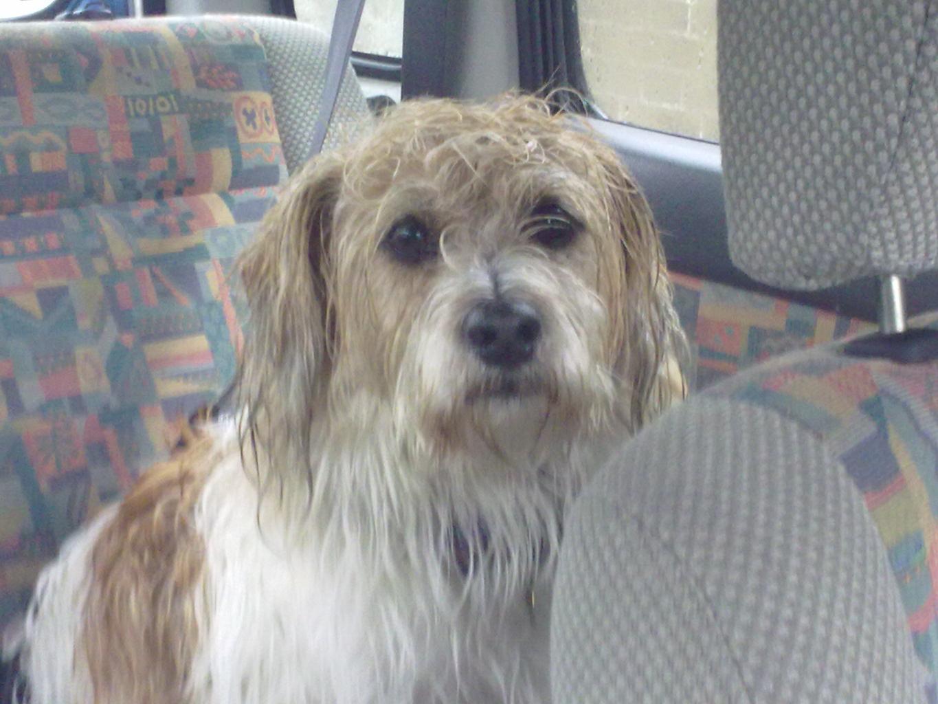 Heres Toby he loves everyone'
He loves going to pub going out in the car
about the only thing he does not like is going out in the rain Tags: Crossbreeds
MY BEST FRIEND