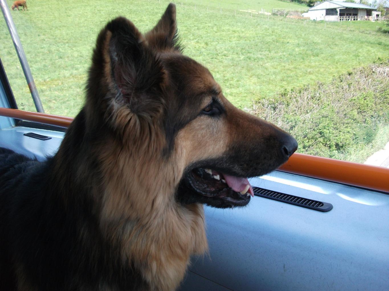 Zeus, on the bus for a day out. Tags: German Shepherd Dog
Where we going today Daddy.