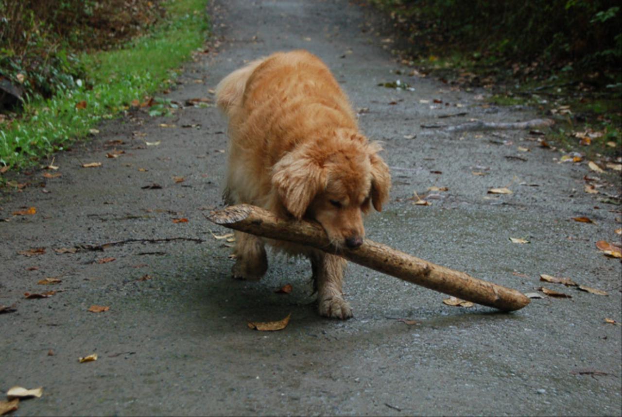 Tika was the envy of all the dogs at the park when she found this stick. Tags: forest
Golden Retriever
Golden Retriever
stick
trail