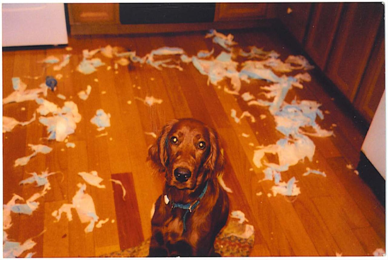 Didnt think much of pee pads! Tags: Irish Setter