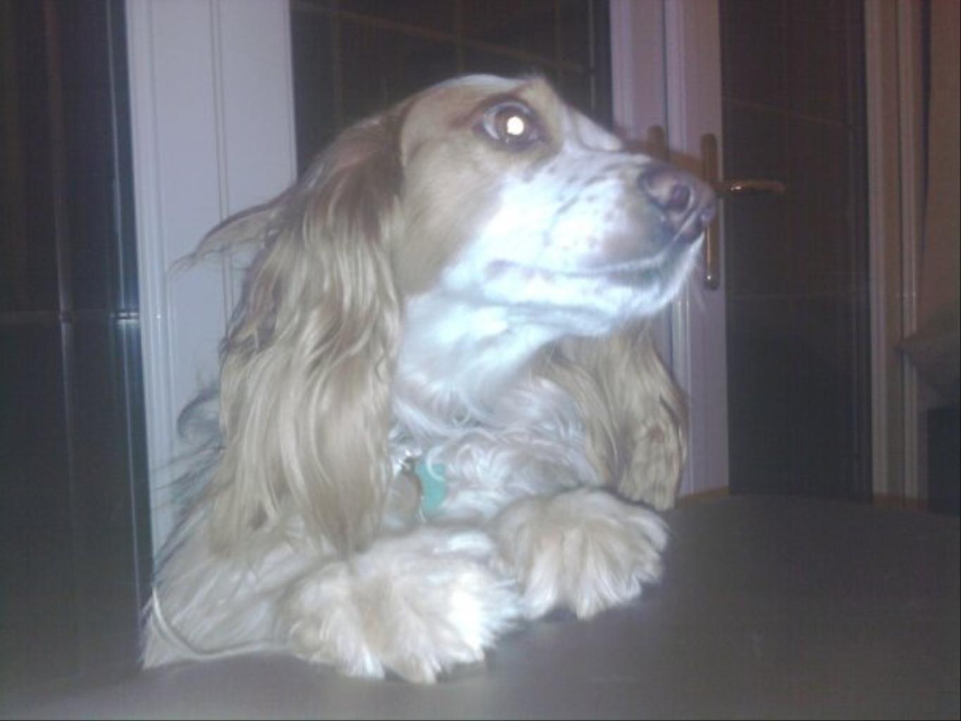 Tags: English Cocker Spaniel
Holly is a working cocker spaniel who thinks shes a human being