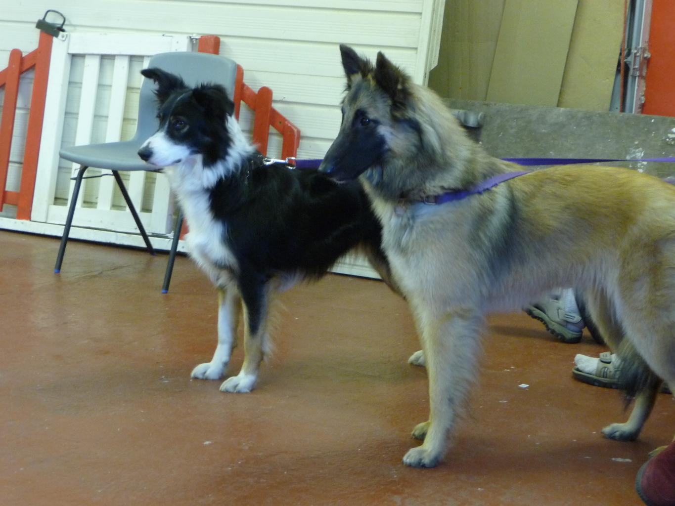 Zoe (Border Collie) and Zinda (Belgian Shepherd) keep a close eye on team rehearsals. Tags: 2012
Belgian Shepherd
Border Collie
crufts
rehearsal
Safe and Sound