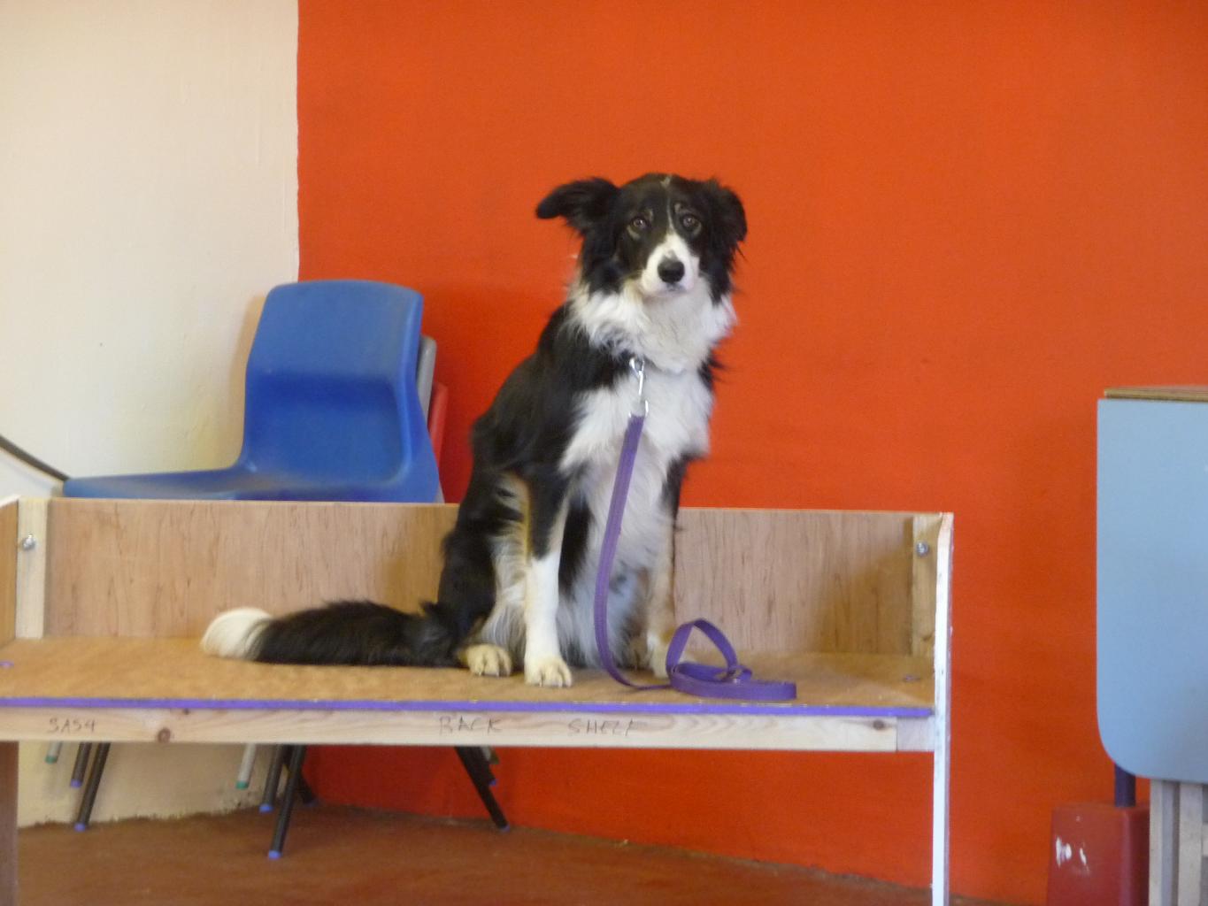 Lovely Border Collie Zoe practises the benching scene for the Safe and Sound Team display for Crufts 2012. Tags: 2012
Border Collie
crufts
Safe and Sound
