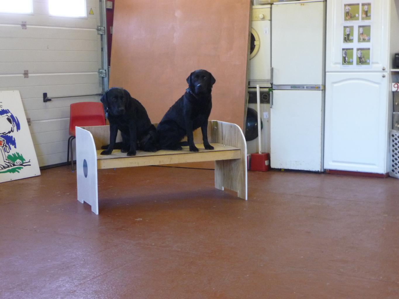 Two labs (not Buddy) practise the benching scene for the Safe and Sound Team display for Crufts 2012. Tags: 2012
crufts
Labrador Retriever
Safe and Sound