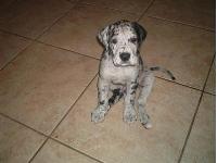 Dogs name: BodaciousOwners Name: this is Dacious as a puppy. He is now 5 months and weighs about 70lbs. He just keeps growing!
