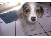 Dogs name: CoraOwners Name: Lea Marquart