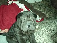 Dogs name: BearOwners Name: Justin RaleyThis is Bear at 7 weeks old