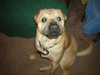 Dogs name: DukeOwners Name: Lizzyvery kid friendly loving family dog.