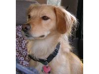 Dogs name: BodoOwners Name: Jimshelter dog...thought to be golden retriever + boarder collie...fellow at dog park says Nova Scotia.....any experts??  His behavior seems in line with a Nova Scotia/size/color etc.