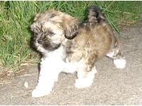 Dogs name: AquillaOwners Name: anon N.IreThis is my Lhasa Apso pup aged 8wks