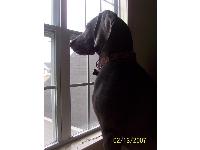 Dogs name: HarleyOwners Name: KarenHe's like seven months old or something like that.  Still growing.