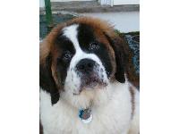 Dogs name: Montague 'Monty' BennetOwners Name: Gill HoweEverything we ever wanted.....plus drool!!!