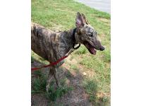 Dogs name: Sportie SunfireOwners Name: Stevie HretzRetired at age 2.5 from a Florida track--she loves sleeping and collecting her toys (I noticed there was no mention of greyhounds' propensities to collect and 