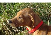 Dogs name: skipOwners Name: allanskip is a 4-5 mthold female. A rescue dog with no history,never the less a craking we dog! vizsla cross- staford- ?