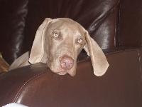 Dogs name: AlfieOwners Name: 6 months, still growing and getting more beautiful everyday!