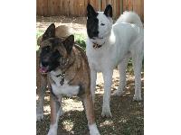 Dogs name: Kianti and JavaOwners Name: Rhonda and Glenn H.