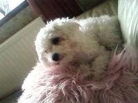 Dogs name: LucyOwners Name: CrystalGreat playful dog, love her to pieces x