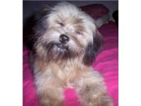 Dogs name: c.c.Owners Name: ????she is 3 yrs old she is soo cute