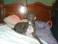 Dogs name: steelOwners Name: rachelthis is my dog he 2 i love him but i cant take him anywhere he freeks out.............