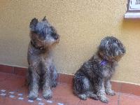 Dogs name: Davor & LanaOwners Name: KanielDavor 9 years, Lana 6 months on this pic.