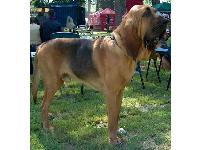 Dogs name: BadgerOwners Name: This is Badger! He is really friendly.