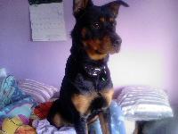 Dogs name: TobyOwners Name: Louise Ridgwellhe's soo cute!
