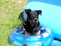 Dogs name: TobyOwners Name: Elaine Ridgwellmy little water baby.