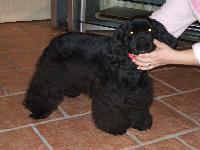 Dogs name: BUCKOwners Name: MaureenBuck would like to say hi to all you guys and dolls out there.