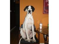 Dogs name: Mazzy StarrOwners Name: Melissa and Travis HillAnyone care for a sip?