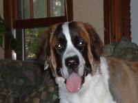 Dogs name: AutumnOwners Name: Daniel MorganThe sweetest dogs I've ever met, bar none.  We have 2 and want more, and want to breed them later on in life.  The only word to describe this breed is 