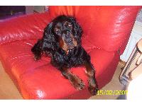 Dogs name: LouieOwners Name: