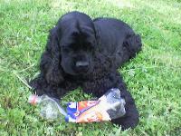 Dogs name: NICOOwners Name: