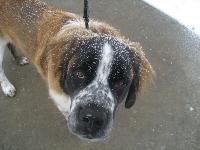 Dogs name: SanchoOwners Name: Stephanie MarxHere's Sancho in his natural element... Snow!