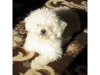 Dogs name: GioiaOwners Name: DoraMy little princess.