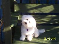 Dogs name: MillieOwners Name: Millie follows me everywhere. She is very clever loving and good natured. Her best trick is ringing a bell to let us know she needs to visit the garden.