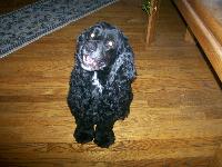 Dogs name: SampsonOwners Name: Tina KutcherPicture not to be re-distibuted. Thank You